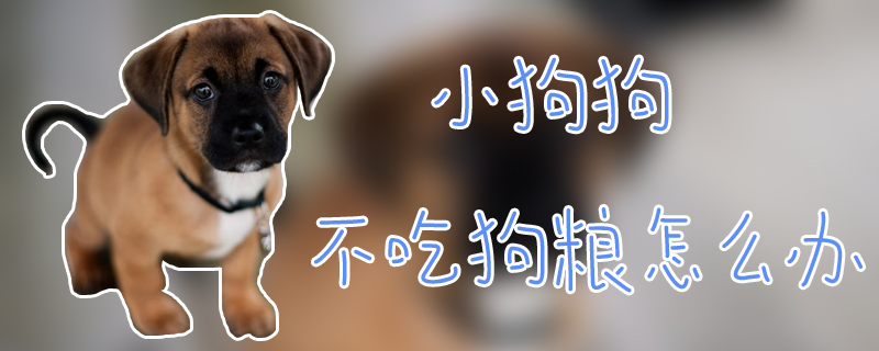 小狗狗不吃狗粮怎样办