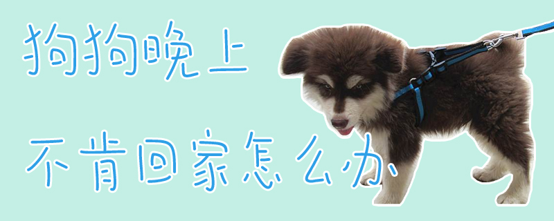 狗狗黄昏不肯回家怎样办