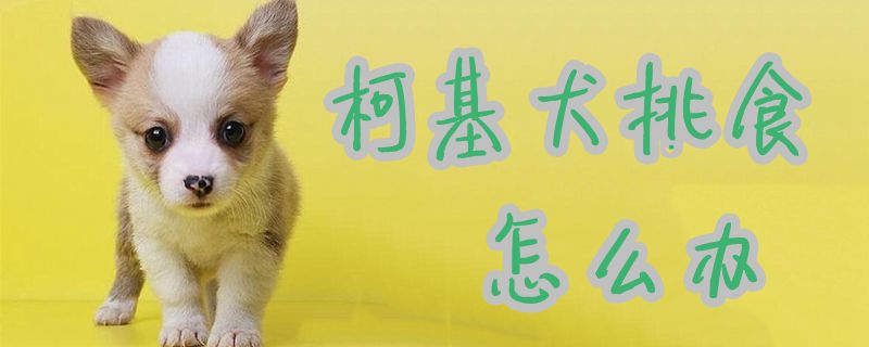 柯基犬挑食怎样办1