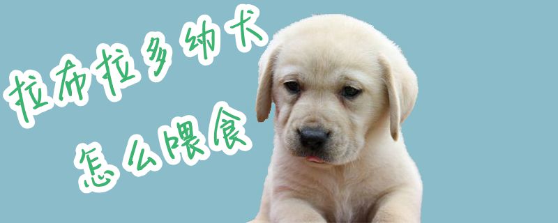 拉布拉多幼犬怎样喂食1