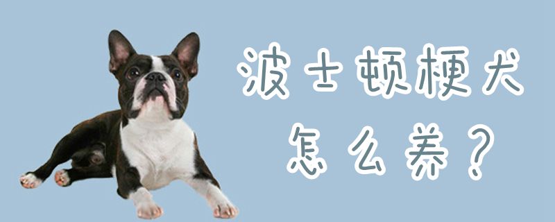 波士顿梗犬怎样养