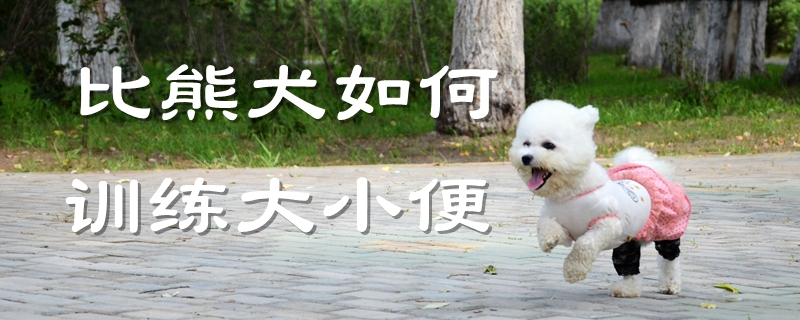 比熊犬怎么样练习巨细便