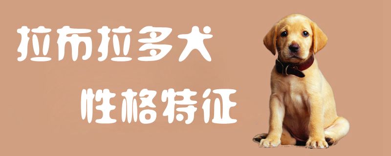 拉布拉多犬品格特性1