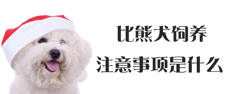 比熊犬豢养注沉事项是什么