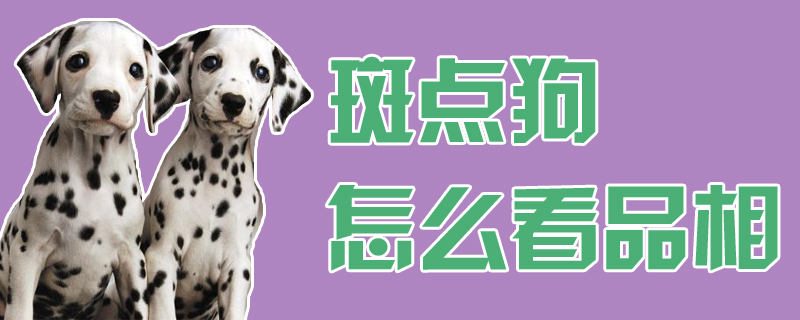 雀斑狗怎样瞅品相