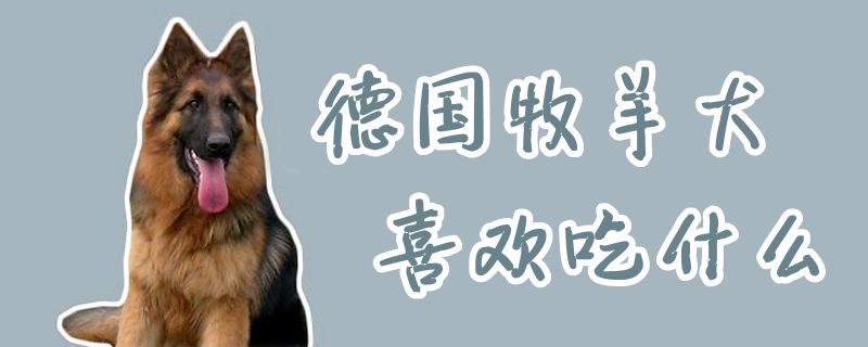 德国牧羊犬喜佳吃什么