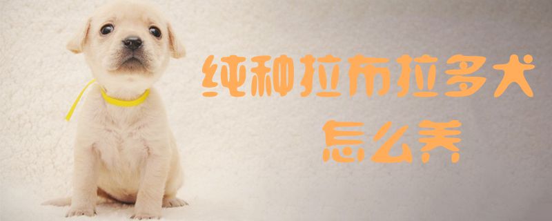 纯种拉布拉多犬怎样养1