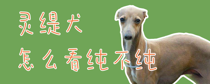 灵缇犬怎样瞅纯没有纯