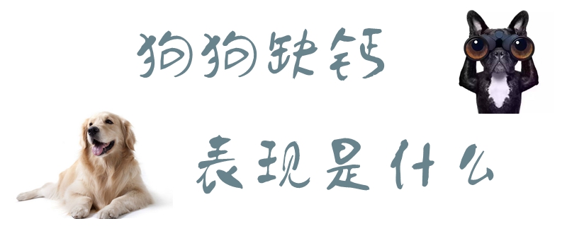 狗狗缺钙的展现是什么