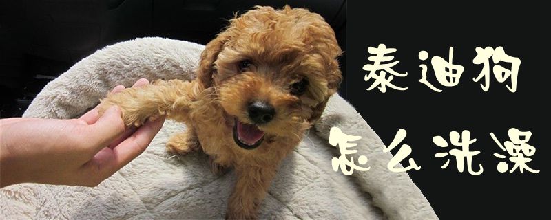 泰迪狗怎样沐浴1