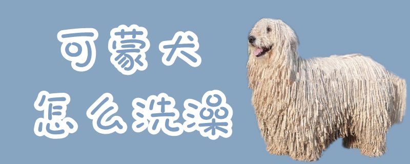 可蒙犬怎样沐浴