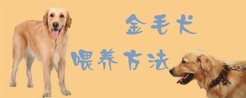 金毛犬豢养方式1