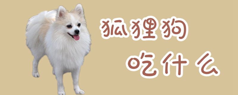 狐狸狗吃什么