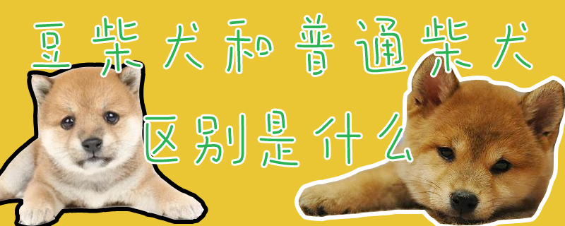 豆柴犬和一般柴犬辨别是什么