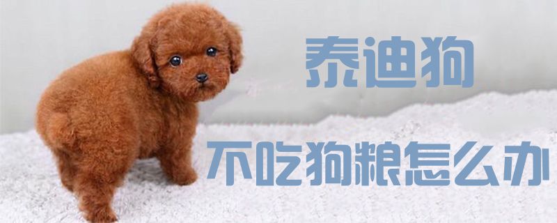 泰迪狗不吃狗粮怎样办1