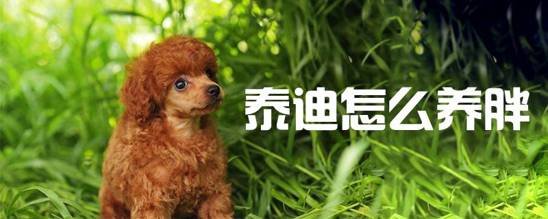 泰迪怎样养肥1