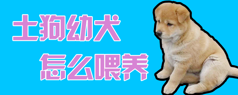 土狗幼犬怎样豢养