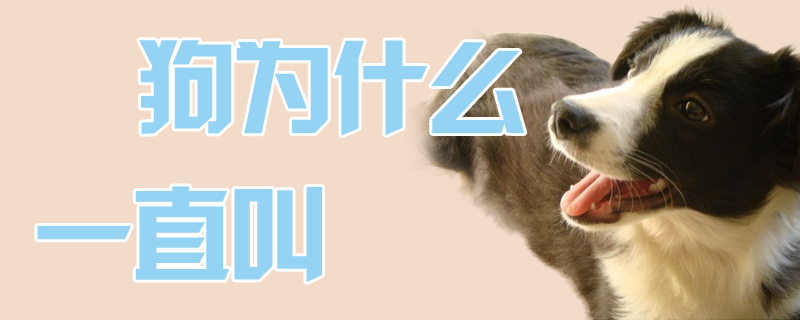 狗为什么向来喊