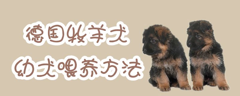德国牧羊犬幼犬豢养方式