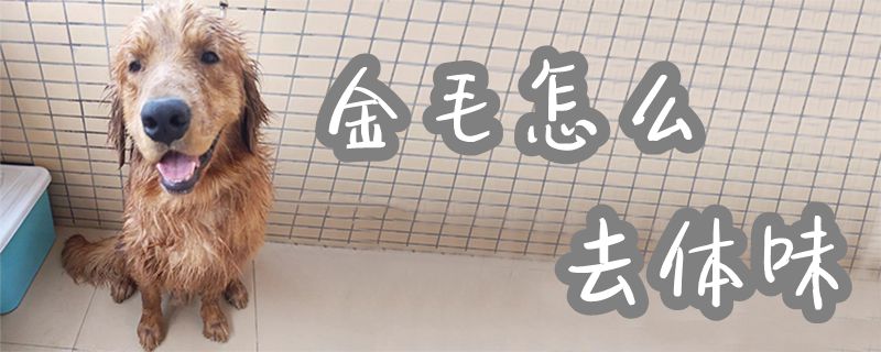 金毛怎样去领会1