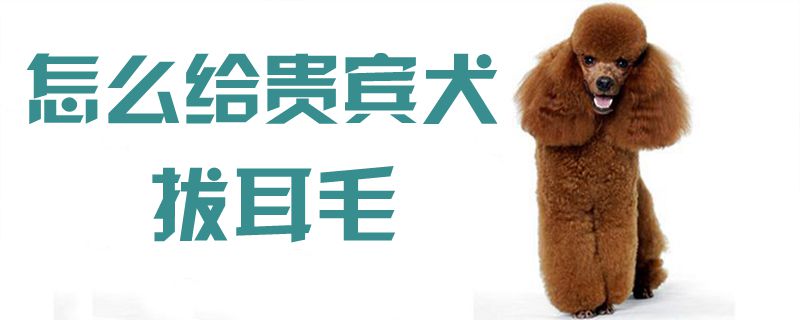 怎样给客人犬拔耳毛1