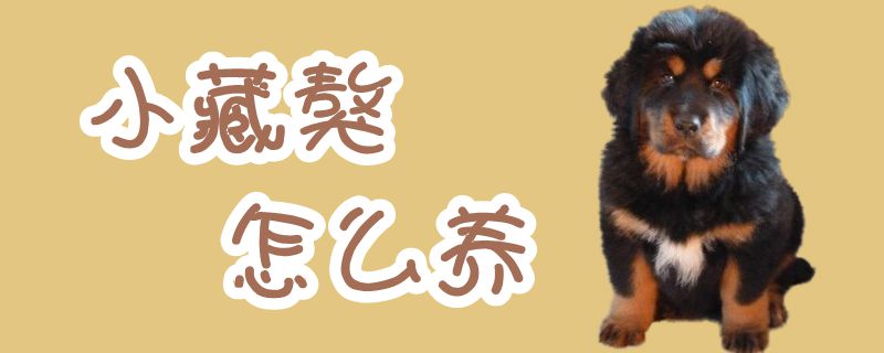 小躲獒怎样养