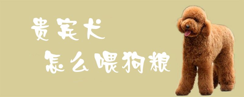 客人犬怎样喂狗粮1
