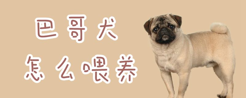 巴哥犬怎样豢养