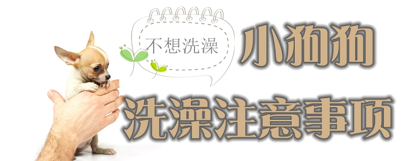 给小狗狗沐浴注沉事项有哪些