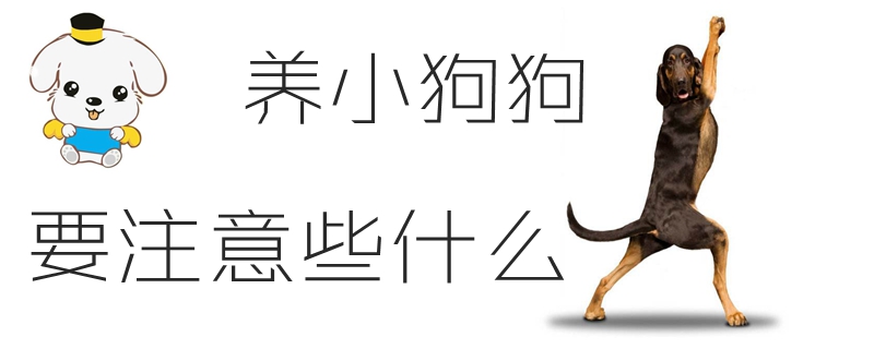 养小狗狗要注沉些什么
