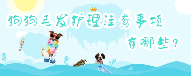 狗狗毛发看护注重事项有哪些