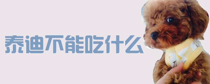 泰迪不行吃什么1