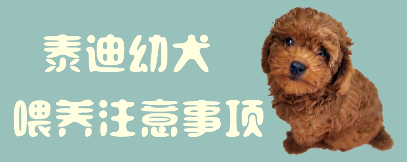 泰迪幼犬豢养注沉事项1