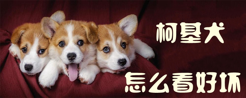 柯基犬怎样瞅佳坏1