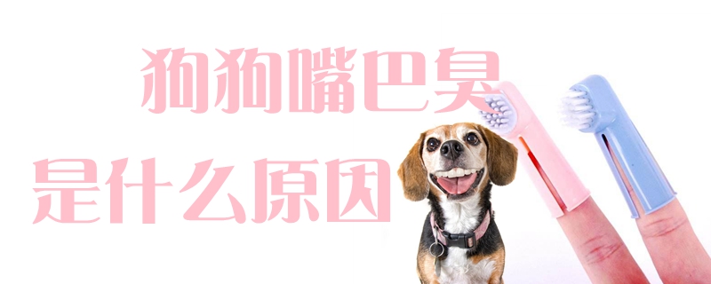 狗狗嘴巴臭是什么缘故