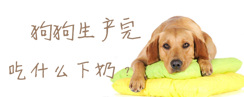 狗狗消费完吃什么下奶