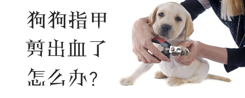 狗狗指甲剪出血了怎样办