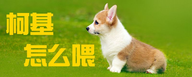柯基怎样喂1