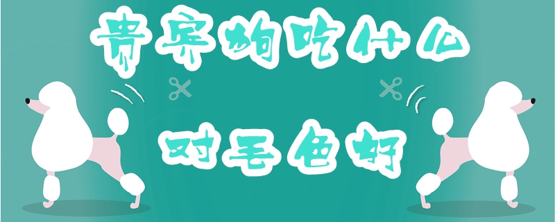 客人狗吃什么关于毛色佳