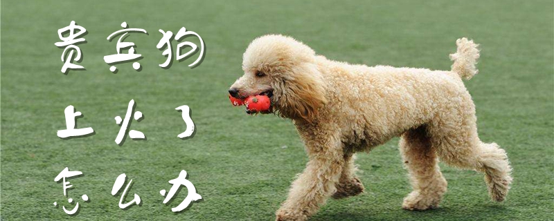 客人狗上火了怎样办