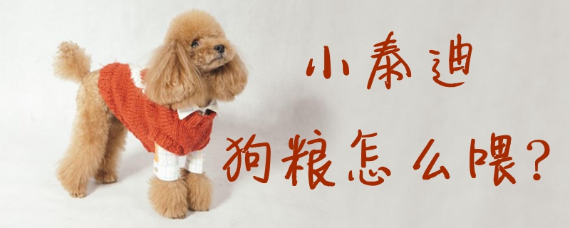 小泰迪狗粮怎样喂