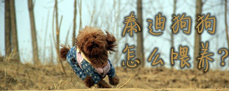 泰迪狗狗怎样豢养
