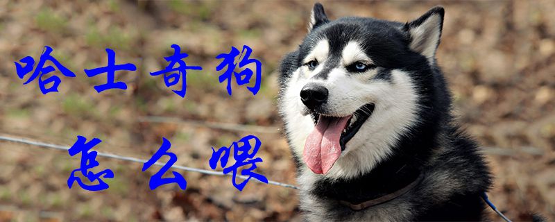 哈士奇狗怎样喂1
