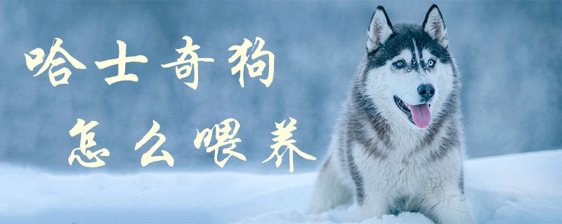 哈士奇狗何如豢养1