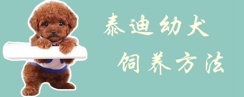 泰迪幼犬豢养方式1
