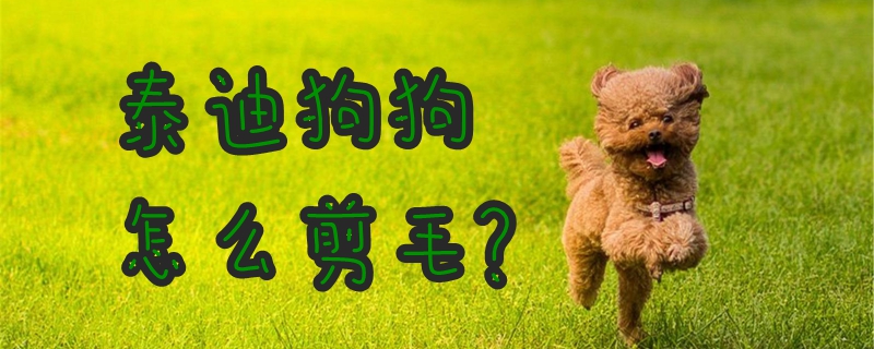 泰迪狗狗怎样剪毛