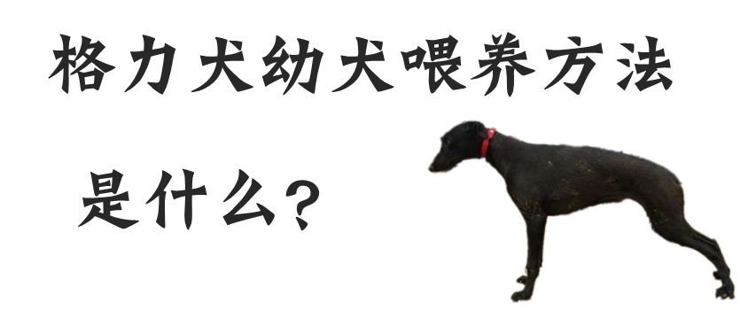 格力犬幼犬的豢养方式是什么