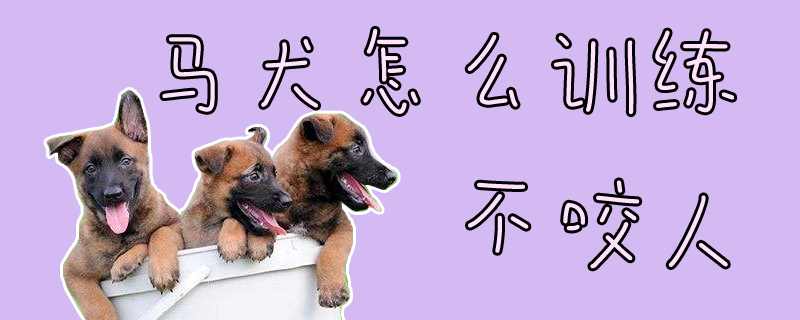 马犬怎样练习没有咬人
