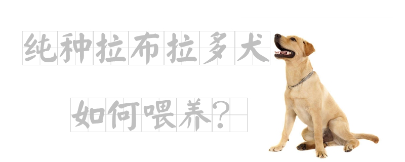纯种拉布拉多犬怎么样豢养