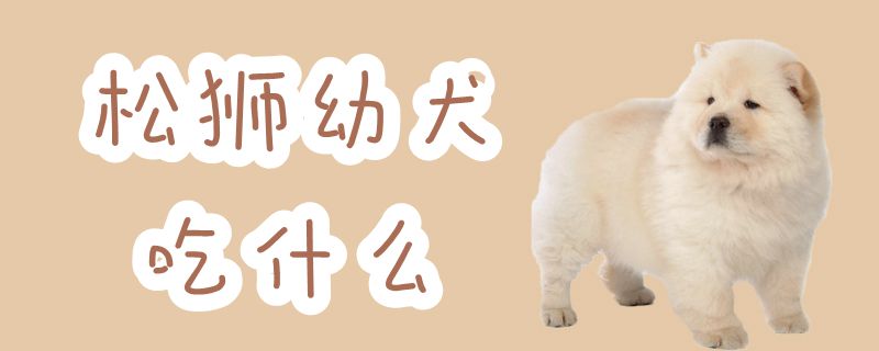 松狮幼犬吃什么